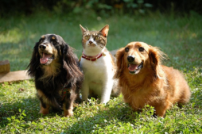 犬派 猫派の割合は 若い世代ほど猫を好む傾向も ニコニコニュース