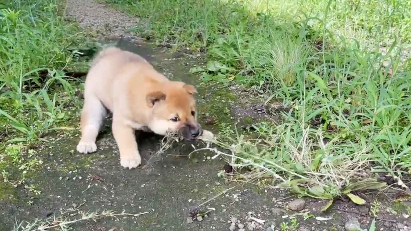 できれば根っこからお願いします 草抜きを一生懸命手伝ってくれる子犬が可愛すぎると話題に ニコニコニュース