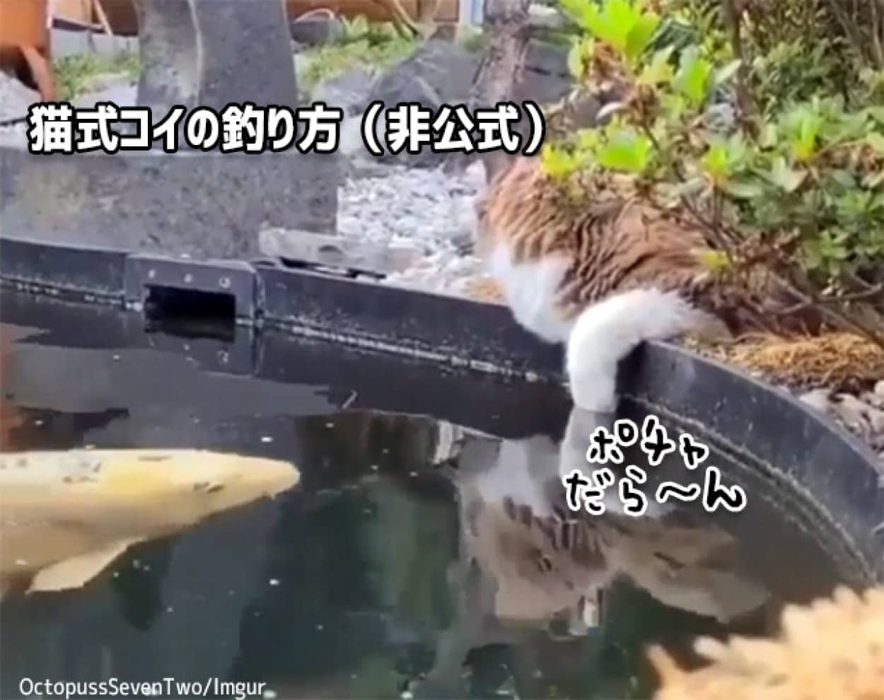 ポチャっと落としてじ っと待つ 猫式コイの釣り方 ニコニコニュース