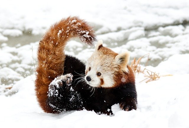 反則すぎる レッサーパンダが雪で遊ぶ姿のかわいさよ 画像 動画 ニコニコニュース