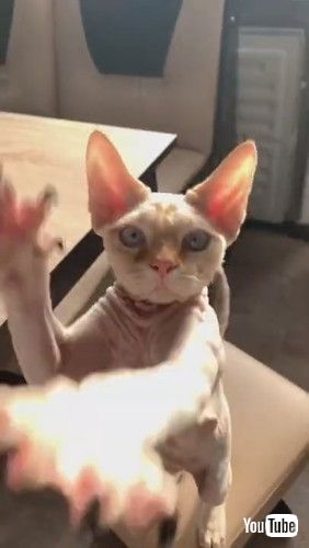 猫「料理はこの爪にまかせろニャ」 するどい爪を見せつけながらu201cくれ 