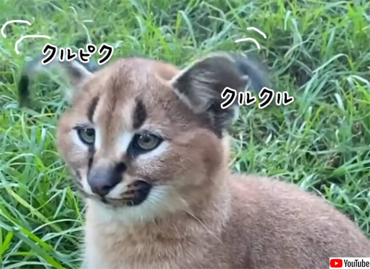 疲れてる カラカルキャットの耳クルクルを見て英気を養おう ニコニコニュース