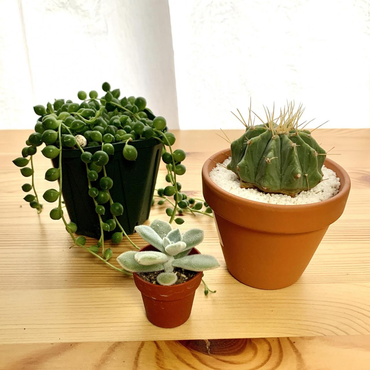 簡単 観葉植物が水だけで長持ちする 水耕栽培 のやり方 育てやすい種類 ニコニコニュース