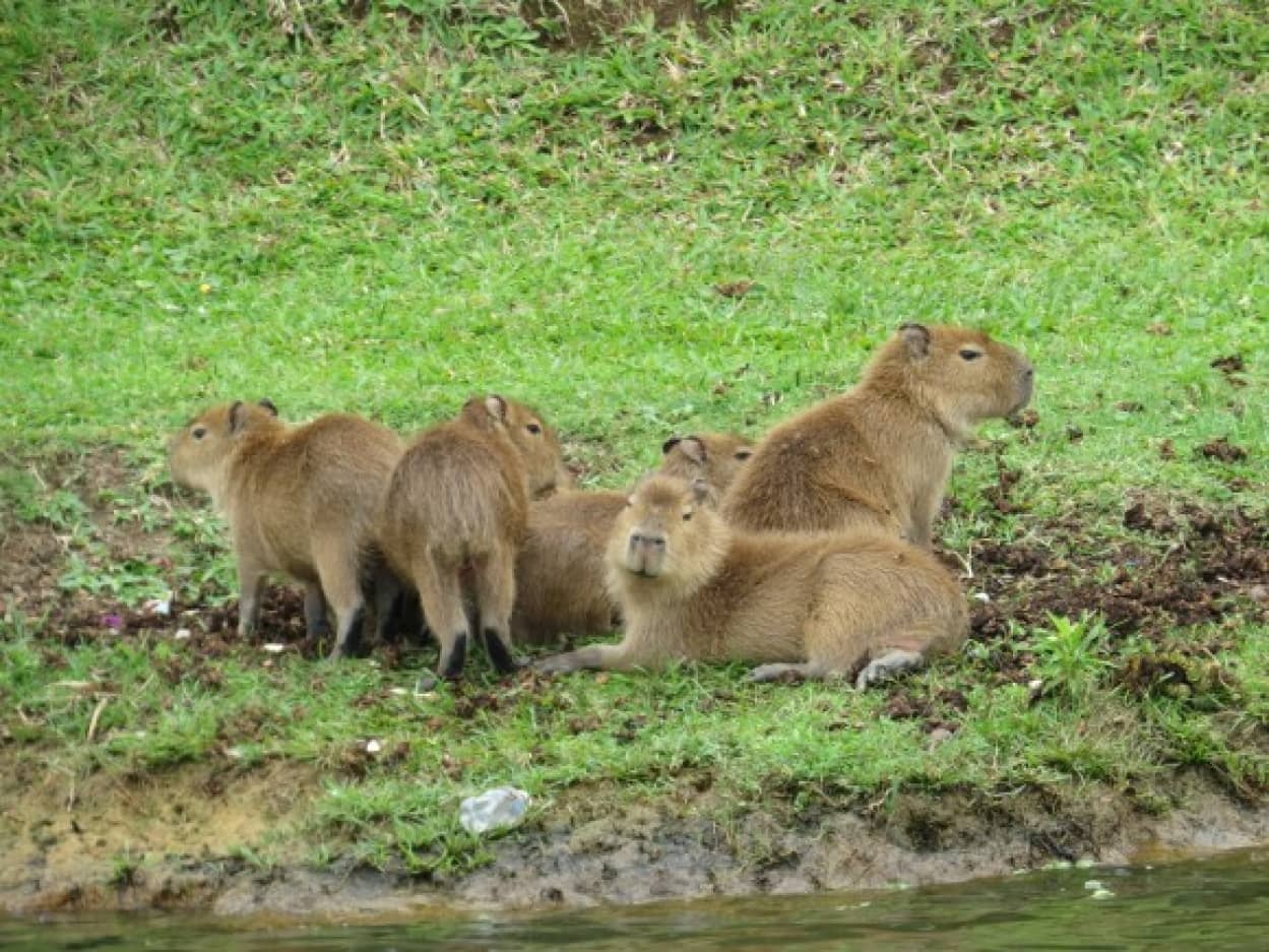 野生のカピバラの群れが高級住宅地に襲来 困惑する住民だが 元々はカピバラの生息地だった アルゼンチン ニコニコニュース