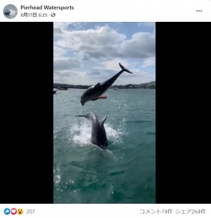 野生のイルカが目の前で何度も大ジャンプ 天然の水族館のような光景に歓喜 英 動画あり ニコニコニュース