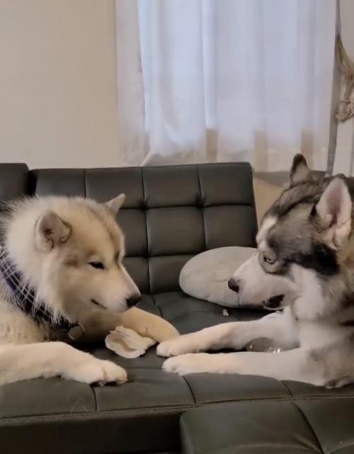 ハスキー犬が犬語で文句を言ってます 全然動じてない 弱い犬ほどよく吠える ニコニコニュース