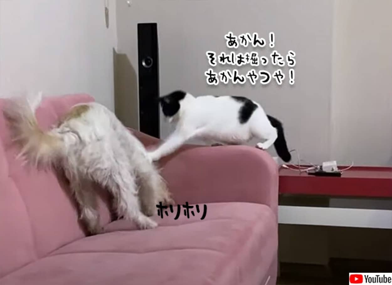 ペシコーン あかん それは掘ったらあかんやつ ソファを掘る犬に制裁を加える猫 ニコニコニュース