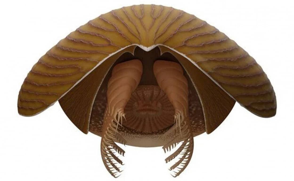 グリーンランドで巨大なワームが発見: これらのカンブリア紀の怪物は初期の海洋をどのように再定義したか!