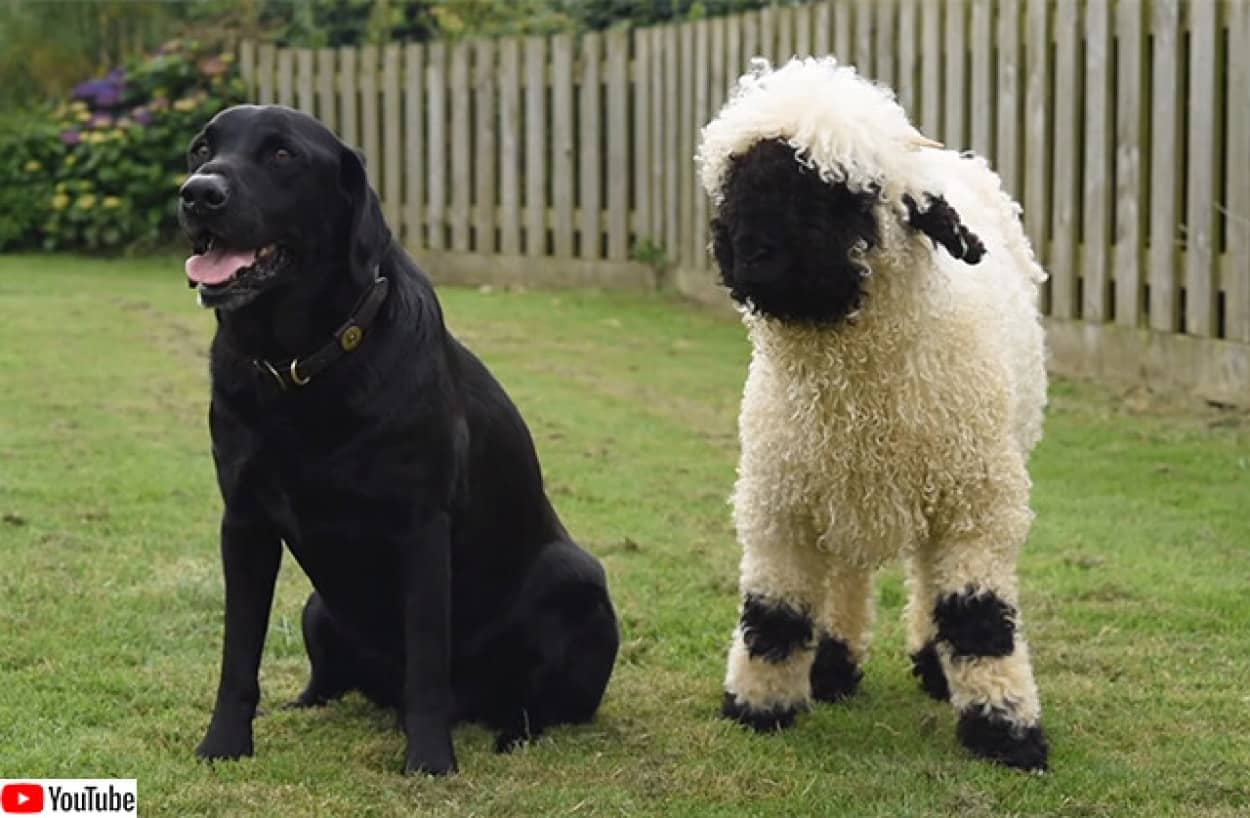 世界一かわいい羊を飼ったところ犬化が進んで犬のようにふるまうように ニコニコニュース