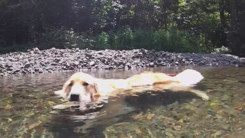 清流で涼むゴールデンレトリバー 夏の終わりを感じる風景に 癒やされた 冷やしイッヌかわいい の声 ニコニコニュース