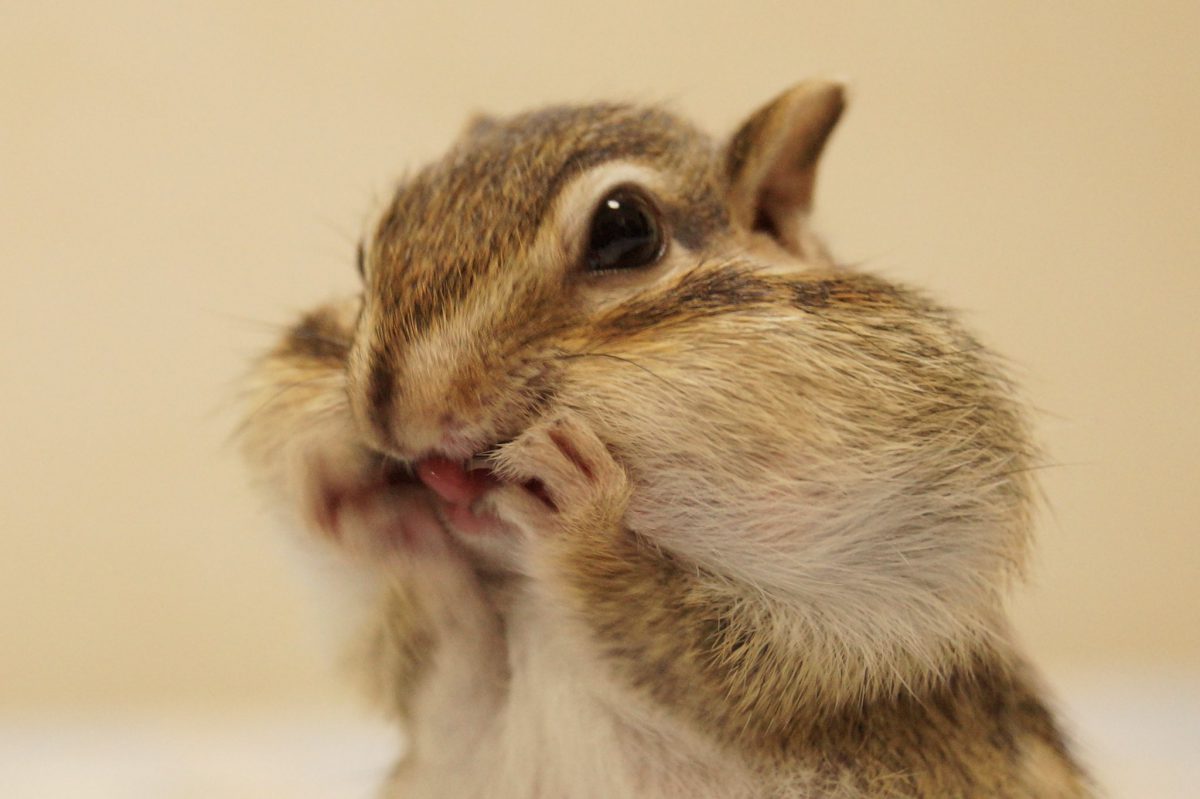 世界一可愛いリスさんのほふく前進する姿が話題 飼い主さんに話を聞いてみた ニコニコニュース