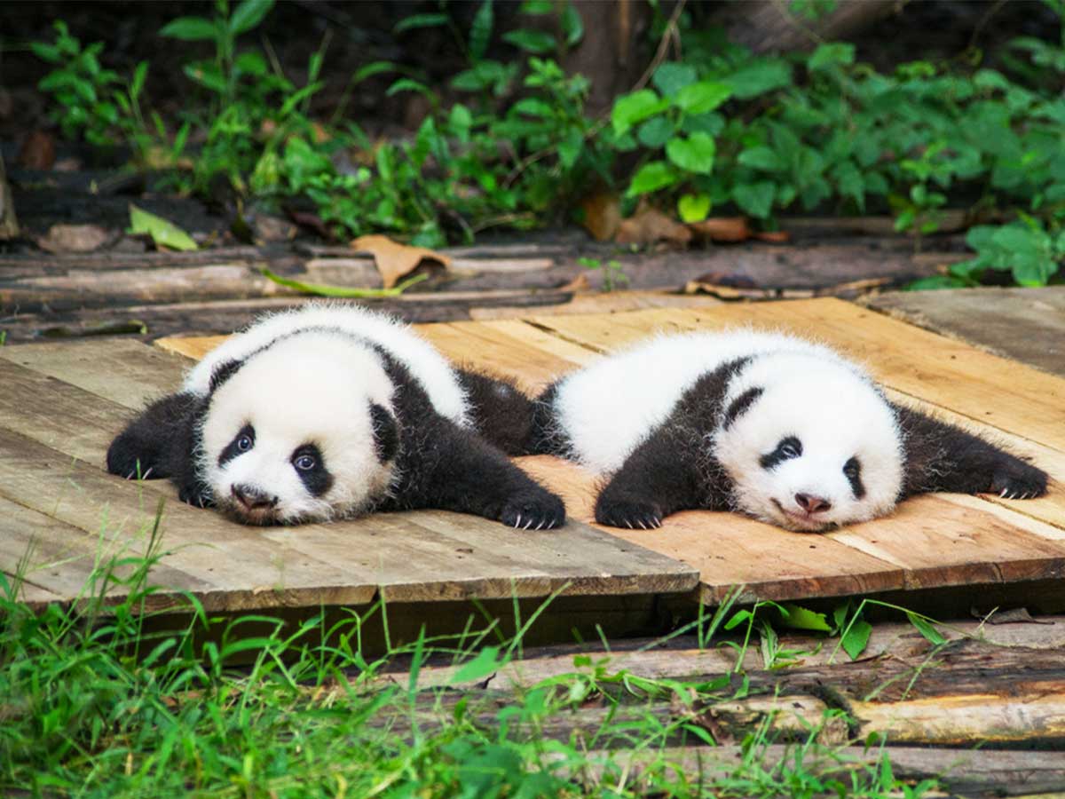 測定し記録する 赤ちゃんパンダがかわいすぎるだけの動画が話題に ニコニコニュース