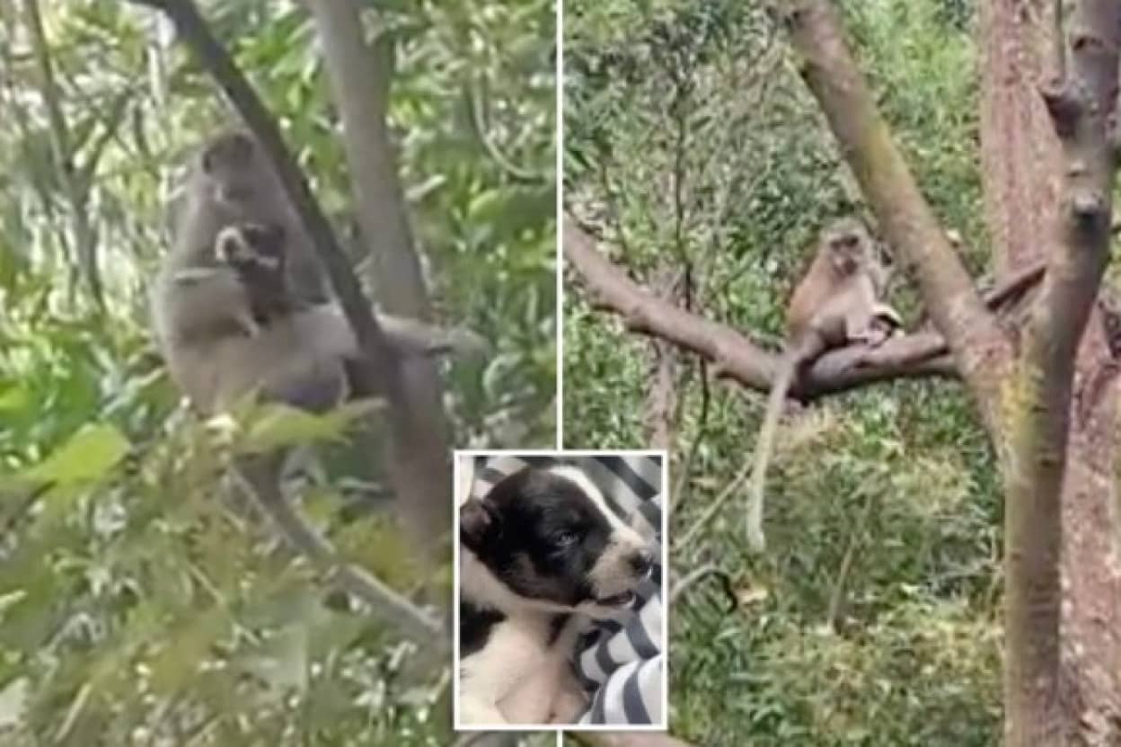 野生の猿に連れ去られた子犬 3日後に救出される ニコニコニュース