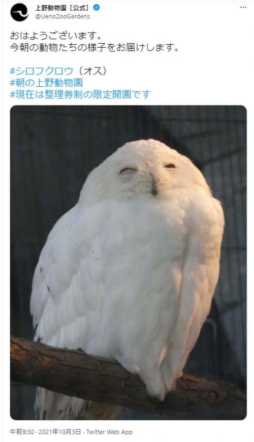 シロフクロウの笑顔がネットで反響 「ハリポタに出ていたのと似てます」「ヘドウィグ思い出した」 | ニコニコニュース