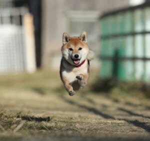 ひゃっほーい ドッグランを駆け抜ける愛犬のオンリーワンな雄姿 ニコニコニュース